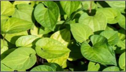 COSMO-Houttuynia Cordata Extract 