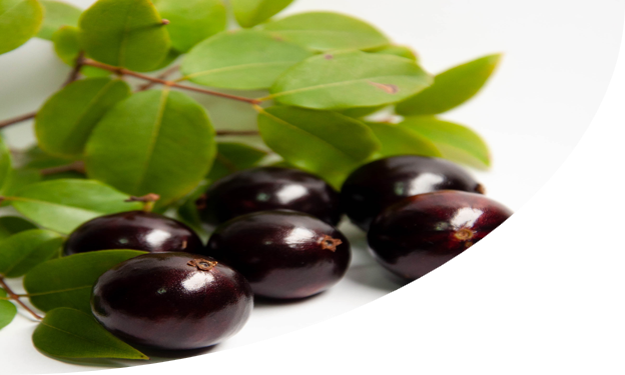 N-EXT ™ JABUTICABA
